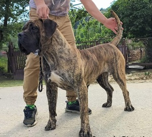 Vand femela presa canario - imagine 4