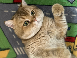 Motan british shorthair golden  - imagine 3