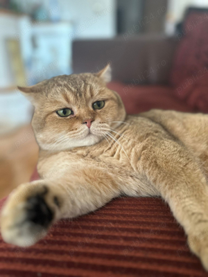 Motan british shorthair golden  - imagine 4
