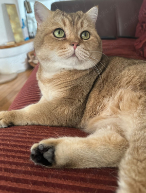 Motan british shorthair golden  - imagine 5