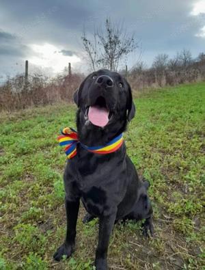   Vând pui Labrador Retriever Negru 