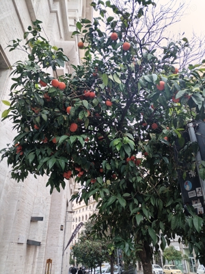 Întreținere curți, gazon, pomii, trandafirii, florii