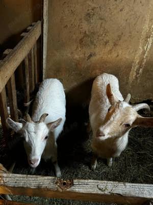 Vând capre de rasa Sannen - imagine 2