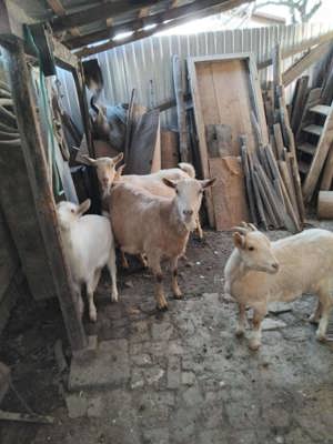 Vând capre de rasa Sannen