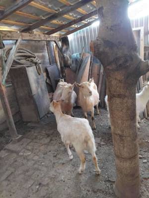 Vând capre de rasa Sannen - imagine 4