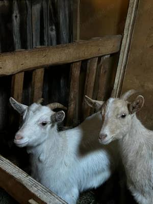 Vând capre de rasa Sannen - imagine 5