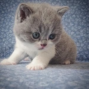 Băiețel British Shorthair blue and white disponibil imediat  - imagine 3 Băiețel British Shorthair blue and white disponibil imediat  - imagine 3