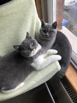 Băiețel British Shorthair blue and white disponibil imediat  - imagine 5 Băiețel British Shorthair blue and white disponibil imediat  - imagine 5