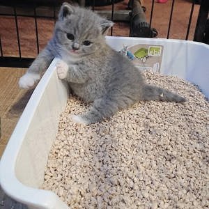 Băiețel British Shorthair blue and white disponibil imediat  - imagine 2 Băiețel British Shorthair blue and white disponibil imediat  - imagine 2