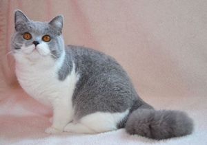 Băiețel British Shorthair blue and white disponibil imediat  - imagine 4 Băiețel British Shorthair blue and white disponibil imediat  - imagine 4