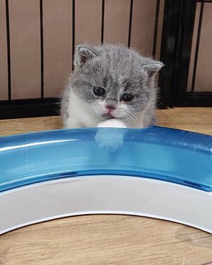 Băiețel British Shorthair blue and white disponibil imediat 