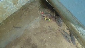 Puiet crap fitofag cten lin sturion