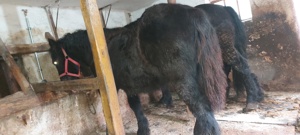 vand manz(armasar)