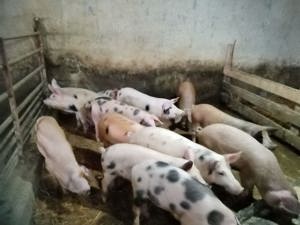 Vand porci - imagine 4