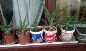 puiet si rasad de aloie vera(vezi descrierea)