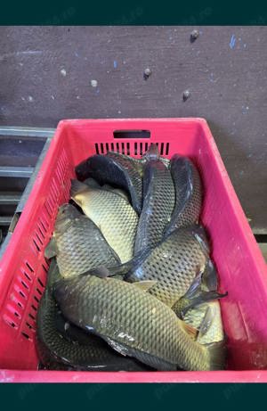 Vând Crap Caras Viu - imagine 4