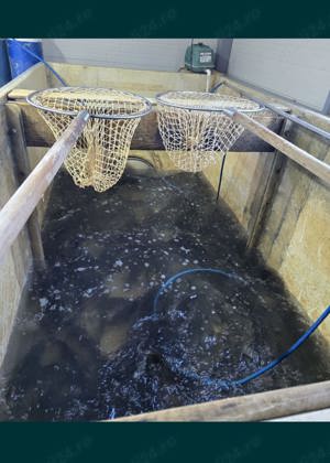 Vând Crap Caras Viu