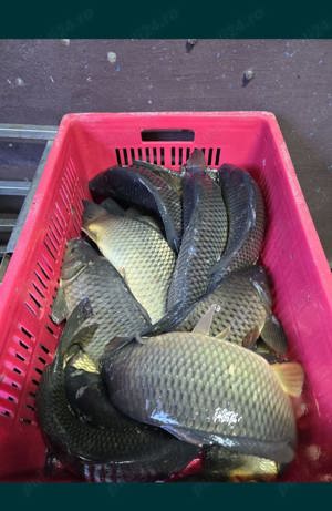 Vând Crap Caras Viu - imagine 3