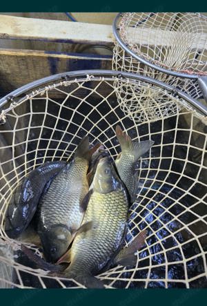 Vând Crap Caras Viu - imagine 5