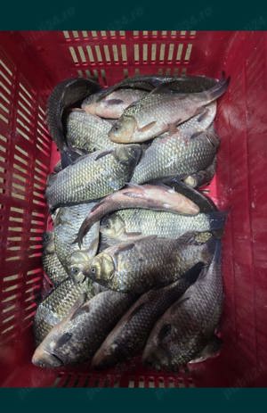 Vând Crap Caras Viu - imagine 2