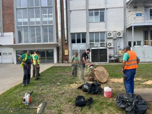 Tocator crengi -toaletare copaci=Servicii peisagistice  - imagine 3