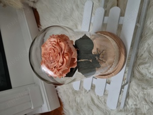 Trandafir criogenat ! 