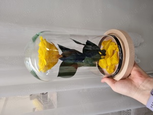 Trandafir criogenat ! 