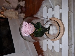 Trandafir criogenat !  - imagine 2