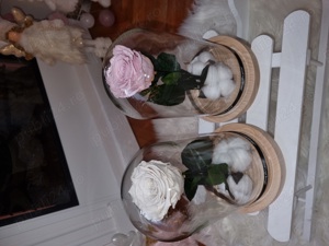 Trandafir criogenat ! 