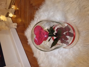 Trandafir criogenat !