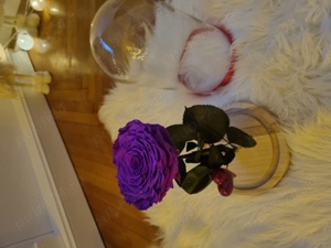 Trandafir criogenat !  - imagine 2