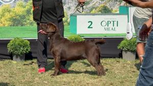 Labrador ciocolatiu campion Romania - imagine 5
