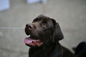 Labrador ciocolatiu campion Romania - imagine 3