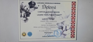 Labrador ciocolatiu campion Romania - imagine 6