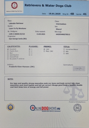 Labrador ciocolatiu campion Romania - imagine 7