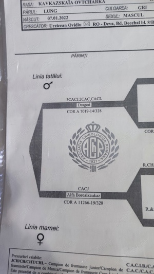 Vând Ciobanesc caucazian   - imagine 2