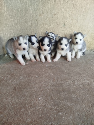 Cățeluși husky 