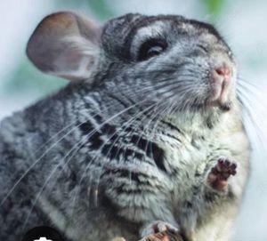 Vand mascul chinchilla gri - 6 luni  - imagine 2