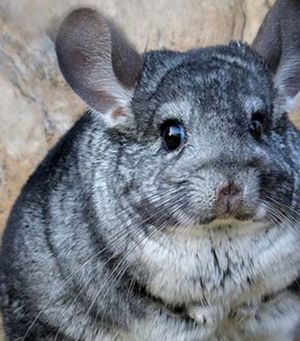 Vand mascul chinchilla gri - 6 luni  - imagine 3