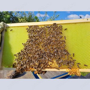 Magazie 1 2 cu rame și foiță de ceară clădită   gata de utilizare, producție eficientă de miere - imagine 5
