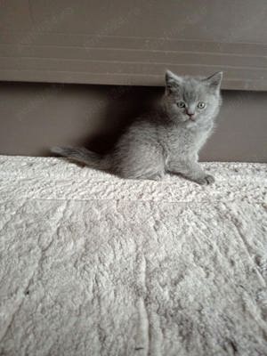 British shorthair  - imagine 3