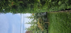 Tundem gard viu , leylandi  , thuja  , prunus.  photinia 