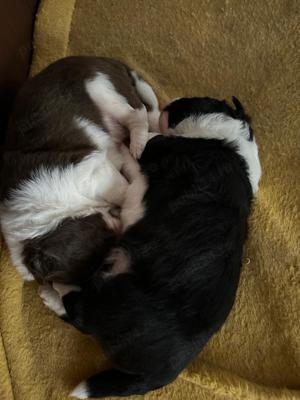 Căței border collie 