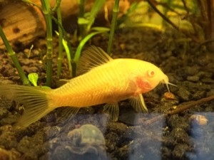 Ancistrusi, Corydoras  - imagine 3