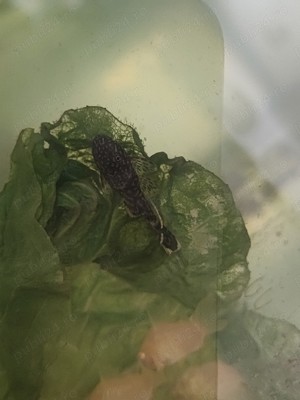 Ancistrusi, Corydoras  - imagine 4