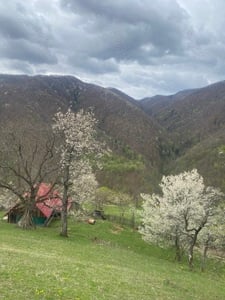 Vând casă cu 6 hectare de pământ 