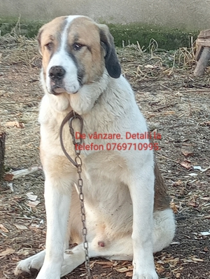 câini  ciobănești 