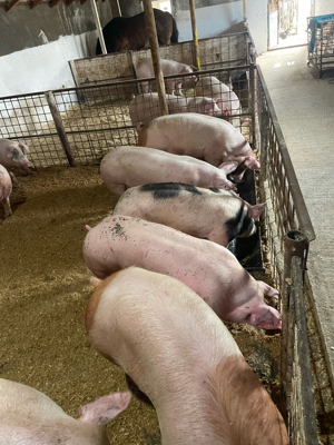 porci de vanzare - imagine 2