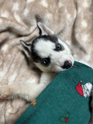 Vand catelusi Husky rasa pura - imagine 5