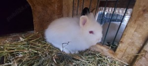 Iepurași companie - imagine 2 Iepurași companie - imagine 2